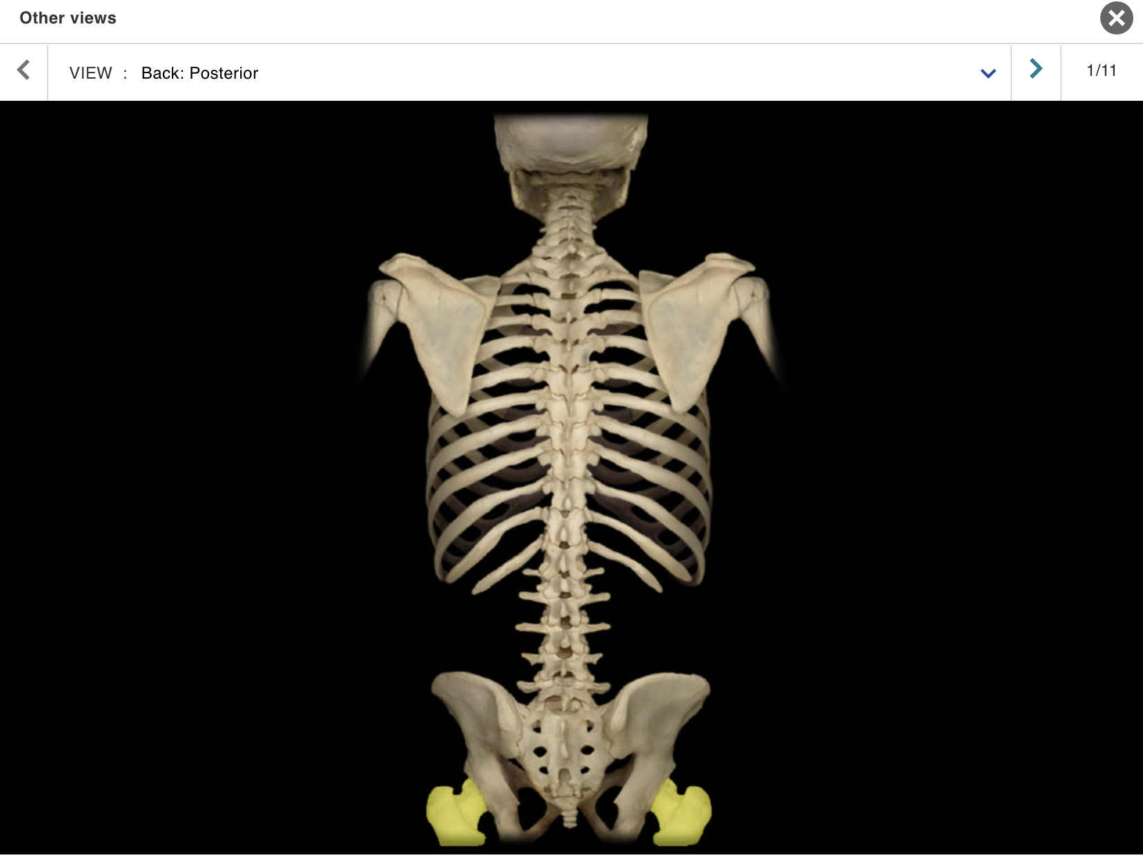 <p>Location:</p><p class="p1">• Thigh</p><p class="p1">Description:</p><ul><li><p>﻿﻿Long bone</p></li><li><p>﻿﻿Characteristic features include head, neck, shaft, greater and lesser trochanters, linea aspera, and medial and lateral condyles</p></li><li><p>﻿﻿Head forms part of hip joint</p></li><li><p>﻿﻿Distal end forms part of knee joint</p></li></ul><p>Comment:</p><ul><li><p>﻿﻿Only bone of thigh</p></li><li><p>﻿﻿Longest bone in body; length accurately predicts height of individual</p></li></ul><p></p>