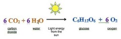 <p>-Process in which light energy converts carbon dioxide &amp; water into oxygen &amp; glucose</p>