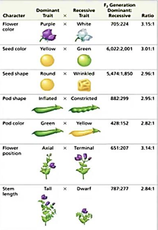 <p>Flower color, seed color, seed shape, pod shape, pod color, flower position, and stem length</p>