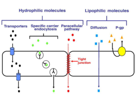 <ul><li><p>Two classes= either hydrophobic or hydrophilic</p></li><li><p>Hydrophilic Molecules</p><ul><li><p>Carrier mediated for small molecules (amino acids, glucose)</p><ul><li><p>Transporters (e.g. L-Dopa, Baclofen and Valproate)</p></li></ul></li><li><p>Receptor-mediated transcytosis for large molecules such as hormones</p><ul><li><p>Endocytosis (e.g. donepezil and Taxol)</p></li></ul></li></ul></li><li><p>Lipophilic Molecules crosses by Transcellular diffusion (e.g. benzodiazepines and barbiturates)</p><ul><li><p>Passive diffusion (high volume of distribution and lower selectivity). Any lipophilic molecule can pass through into the CNS. It is non-specific. High volume of distribution for lipophilic molecules leading to a lower concentration into the CNS and getting to everywhere in the body. Can require an increase in dose of medication which could lead to side effects. </p></li><li><p>P-gp= Permeability glycoprotein. Recognises lipophilic molecules and collects them to kick them out. Prevents them getting into BBB</p></li></ul></li></ul><p></p>