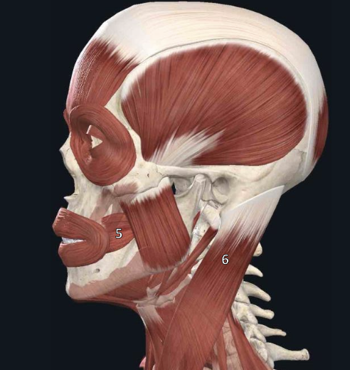 <p>name structure #5</p>