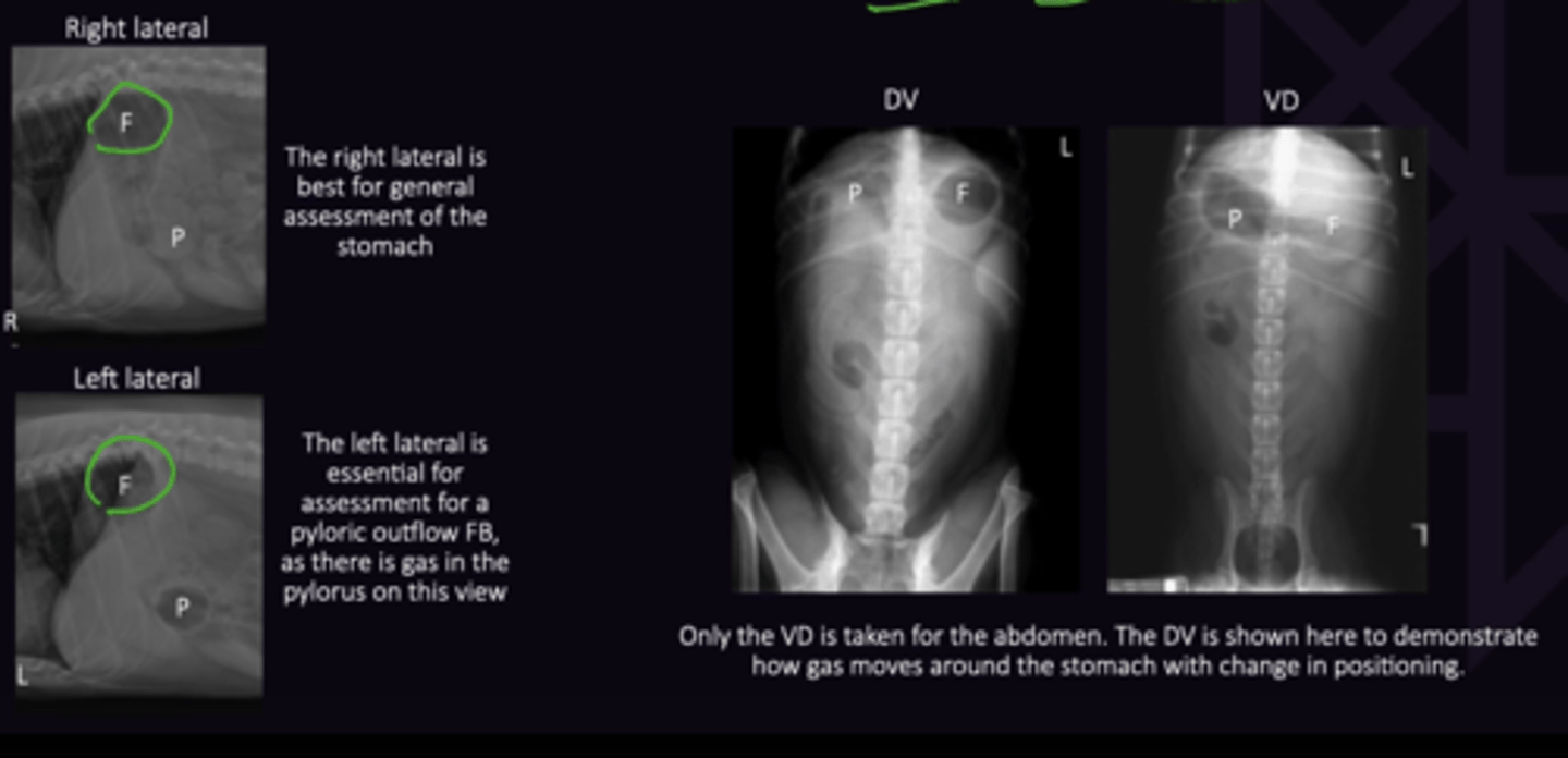 <p>1. Lateral + VD: First gas seen caudal to the liver. Use Triad on VD</p><p>2. Dogs Like Fun (Dorsal, Left, Fundus) Dorsal and Left (Gas Opacity on Right Lateral View)</p><p>3. Ventral and Right (Gas Opacity on Left Lateral View)</p>