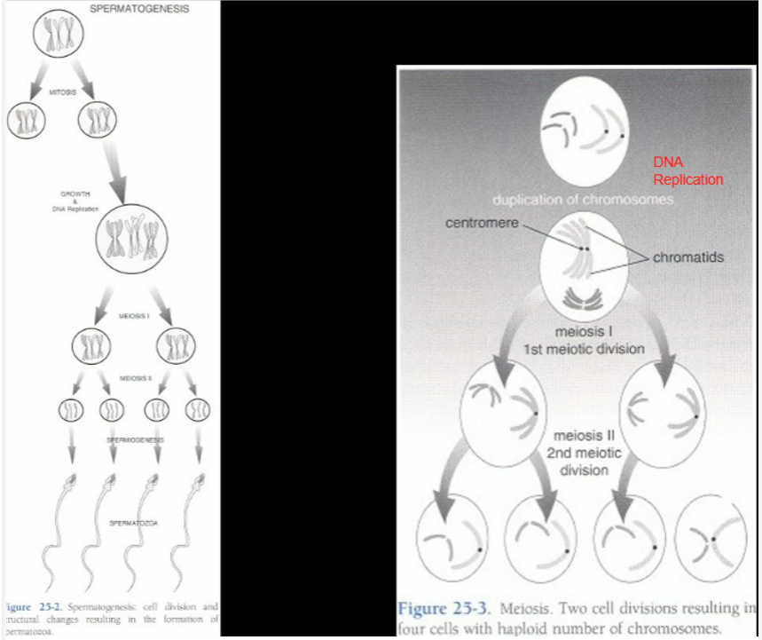 <p>two identical haploid cells form (two contain Y chromo, two contain X chromo) </p>