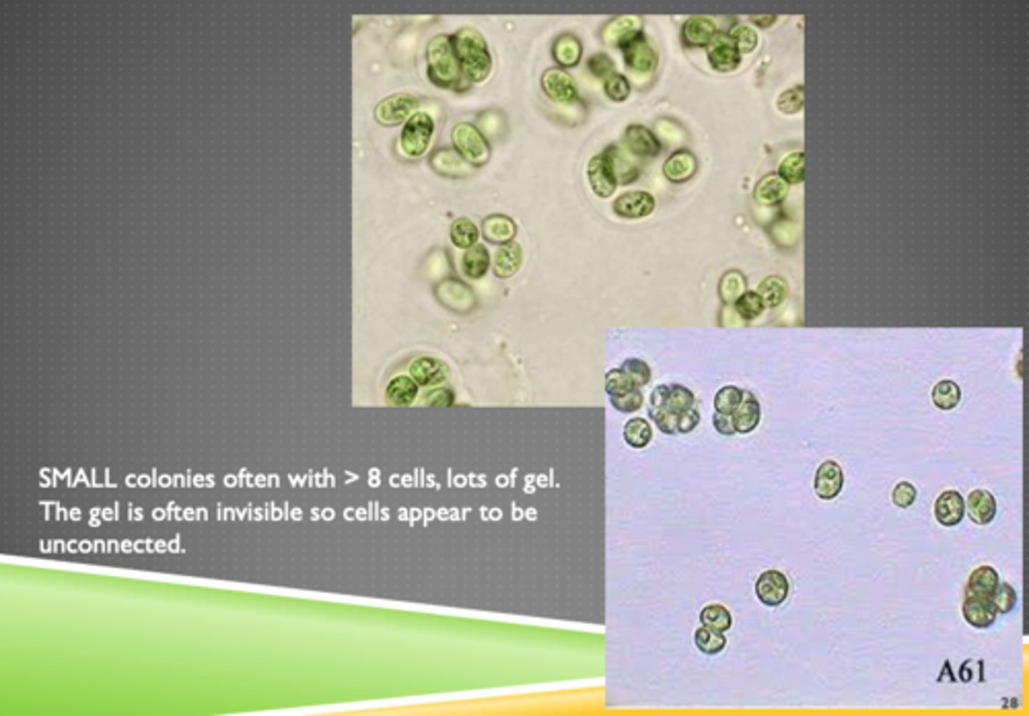<p>phytoplankton</p>