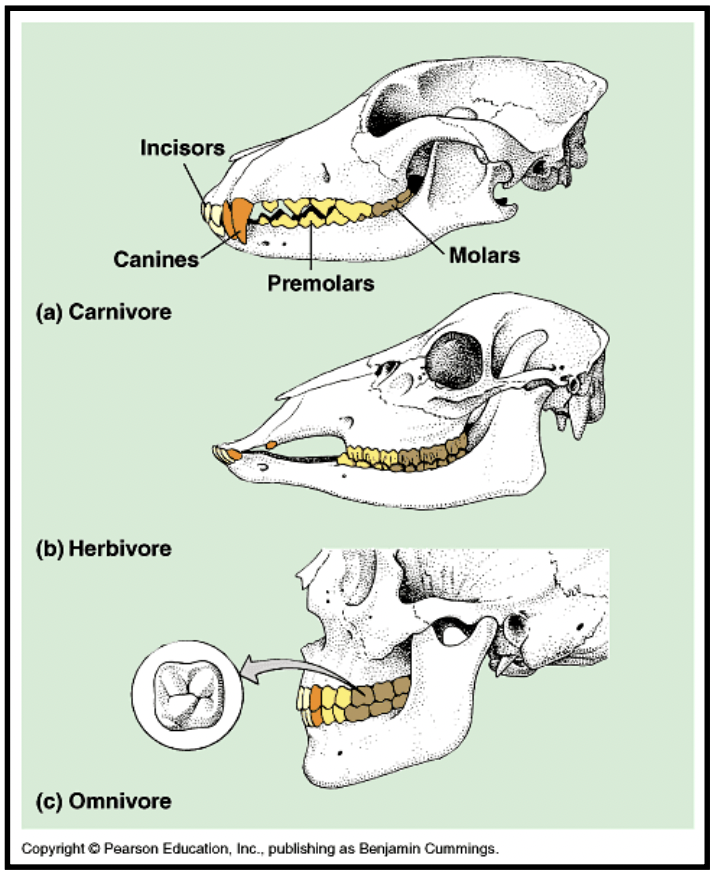 <p>To crush the food, increase surface area, and allow enzymes to act on molecules</p><ul><li><p>carnivores only to reduce size of particle to small enough to swallow</p></li><li><p>herbivores chew continuously </p></li><li><p>Adaptations with teeth</p></li></ul><p></p>