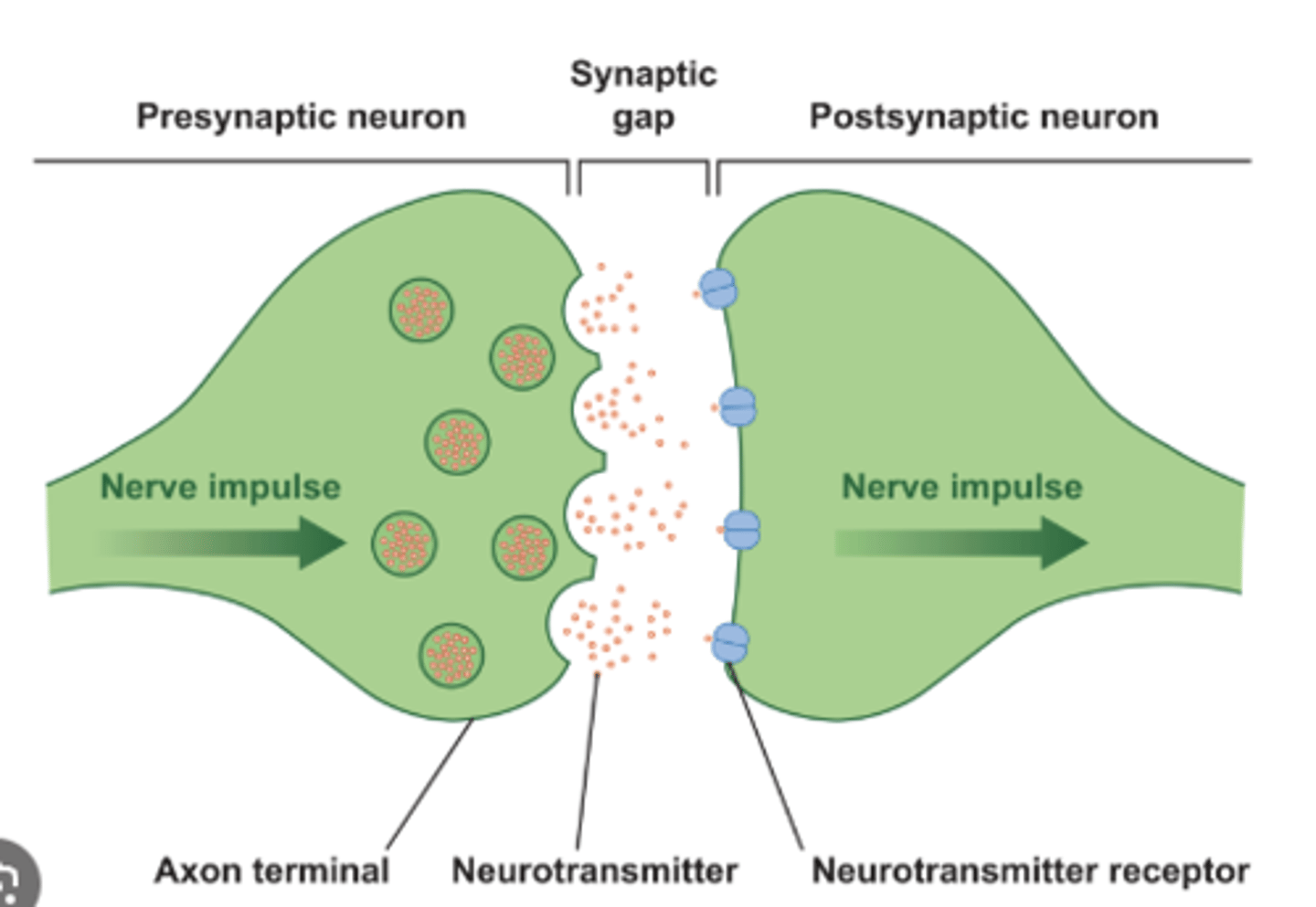 <p>Tiny gaps between neurons, through which impulses (messages) pass from one neuron to another</p>