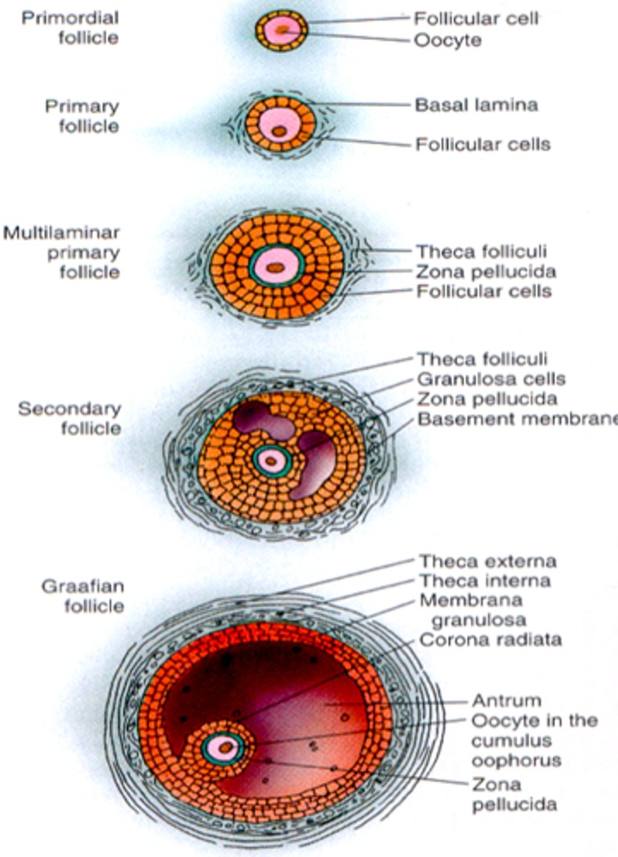 <p>1) primordial follicle</p><p>2) primary follicle</p><p>3) secondary follicle</p><p>4) Graafian follicle</p>