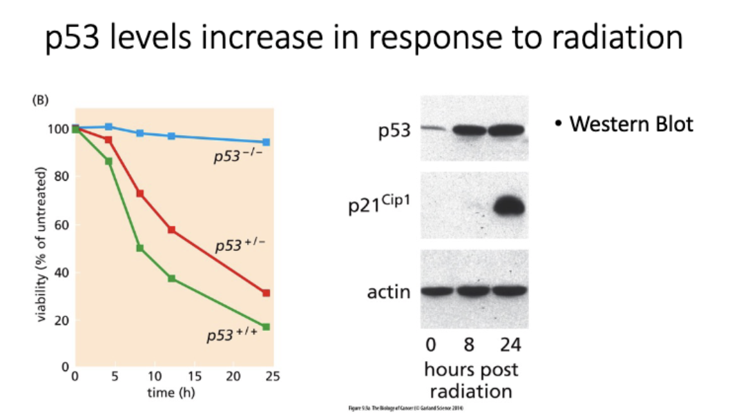 <p>p53 levels increase in response to radiation</p>