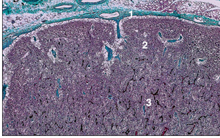 <p>name of histologic slide:</p><p>Specie:</p><p>Parts</p><p>1.__ 2.__ 3.__</p><p>Stain used:</p>