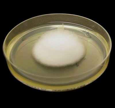 <p>Identify this fungus</p>