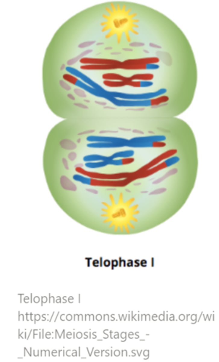 <p>telophase I</p>
