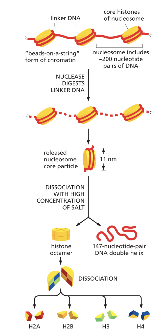 <p>describes 8 histones that are used to form a nucleosome </p>