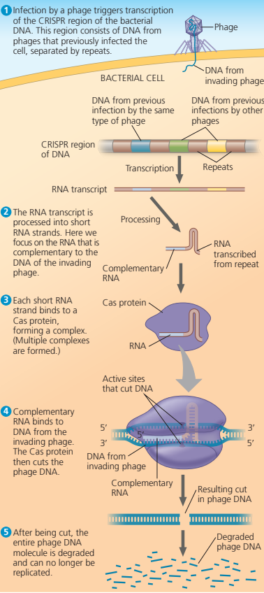 <p>When a phage infects a bacterial cell that has the CRISPR-Cas system, the DNA of the invading phage is stored, integrated into the genome between two repeat sequences.</p><p>Any further attempts by the same type of phage infecting the cell triggers Transcription of the CRISPR region into an RNA molecule that's complementary to the DNA of the invading Phage</p><p>These RNAs are cut into pieces and then bound by Cas proteins, such as the Cas9 protein. The Cas protein uses a portion of the phage-related RNA as a homing device to identify the invading phage DNA and cut it, leading to its destruction.</p><p>The invading phage DNA is degraded and can no longer be replicated.</p>