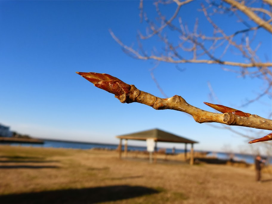 <p>Common name: Eastern cottonwood</p><p></p><p>Genus: Populus</p><p></p><p>Species: deltoides</p><p></p><p>Family: Salicaceae</p>