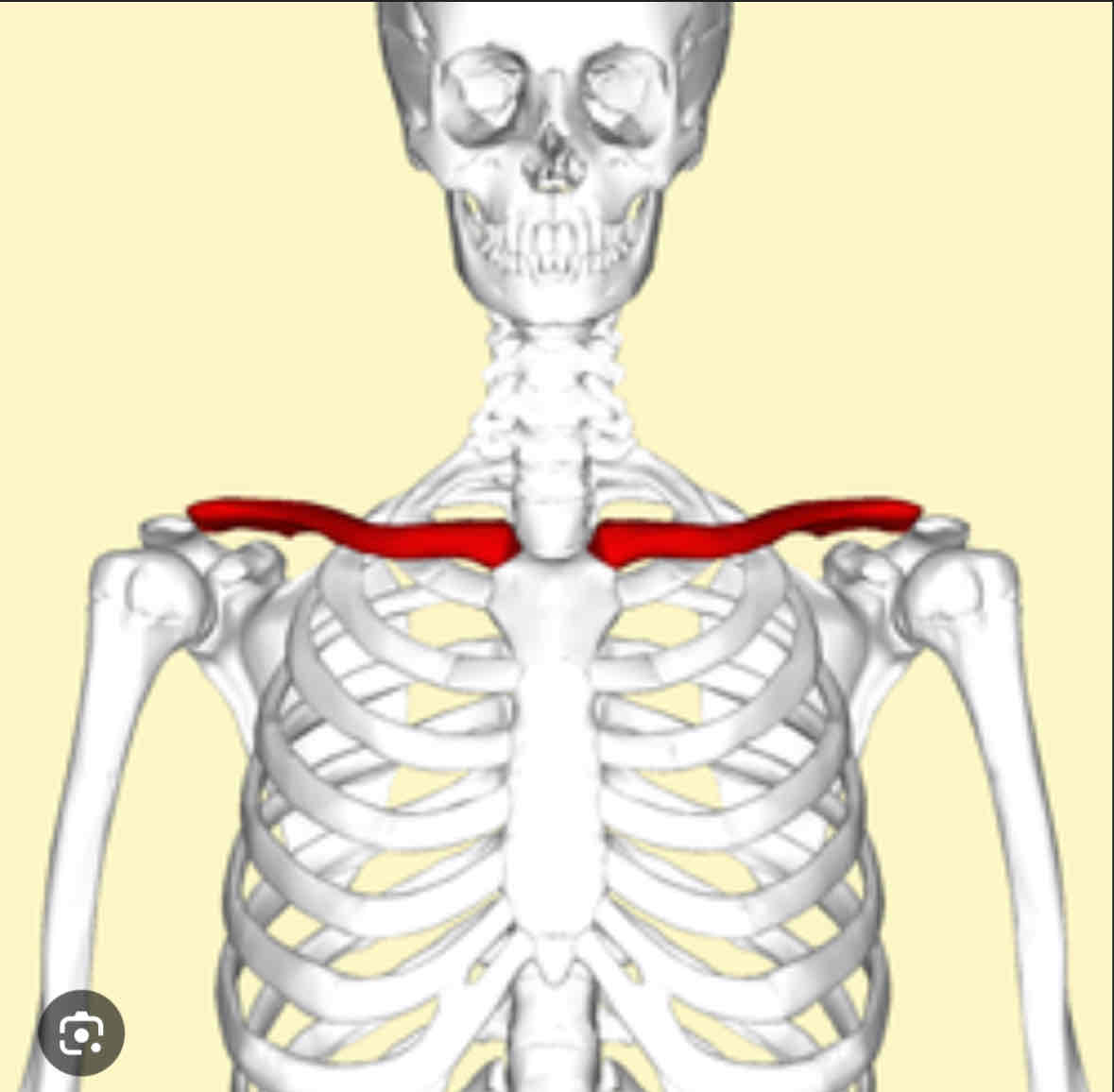 <p>Clavicle</p>