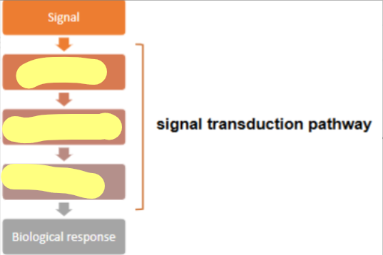 <p>What is the flow of information in signal transduction from signal to biological response</p>