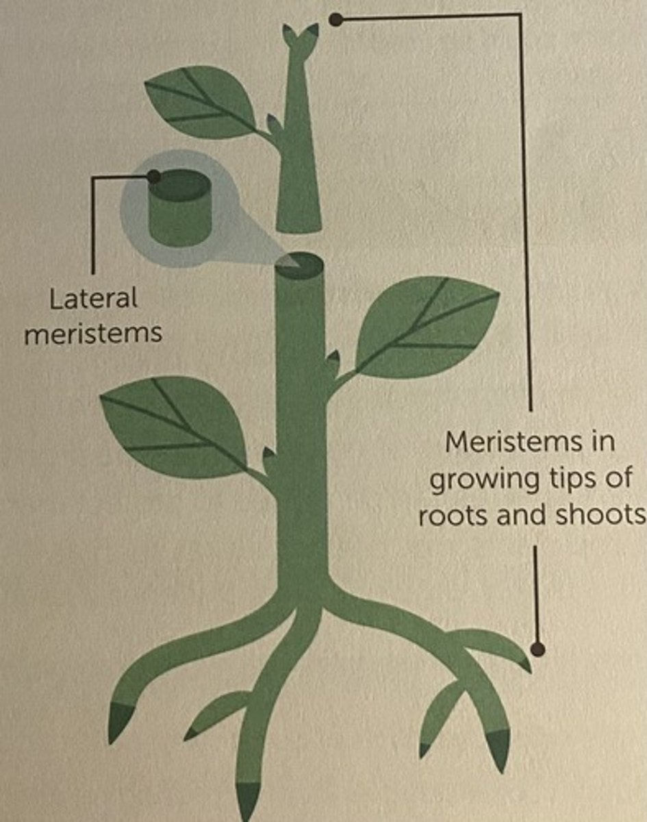 <p>- found in specialised tissues called meristems</p><p>- can differentiate into any type of plant cell throughout the life of the plant</p>