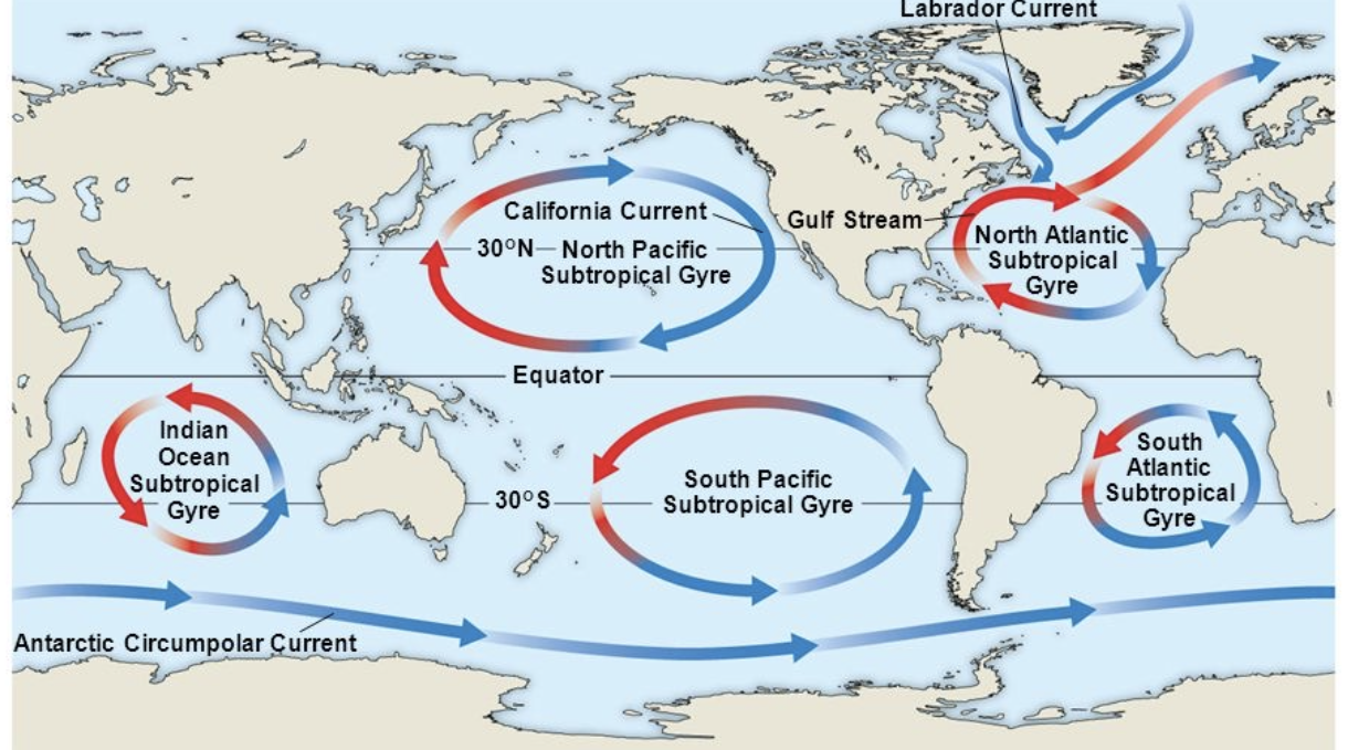 <p>subtropical gyres</p>