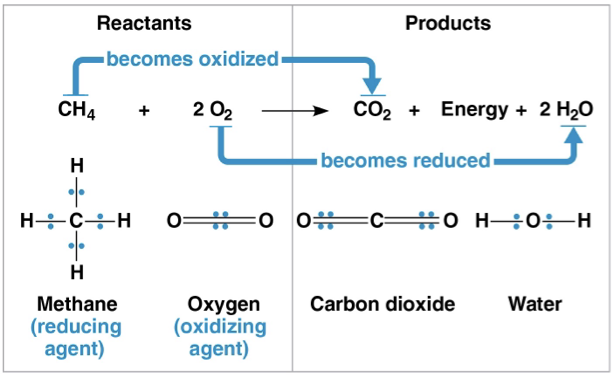 <p>chemical reactions that transfer electrons between reactants</p><p>oxidation- loss of electrons</p><p>reduction- gaining electrons</p><p>reducing agent- the thing getting oxidized</p><p>oxidizing agent- the thing reducing</p><p>less electronegative atom- more stable</p><p>more electronegative atom- less stable</p><ul><li><p>electron loses potential energy when it becomes more electronegative</p></li></ul><p></p>