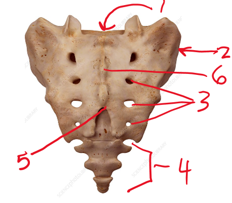 <p><span>Name the bone indicated by 4</span></p>