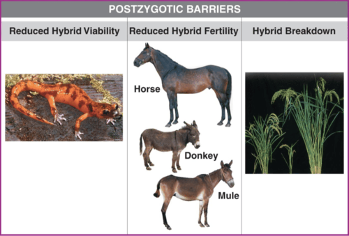 <p>reduced hybrid viability, reduced hybrid fertility, hybrid breakdown</p>