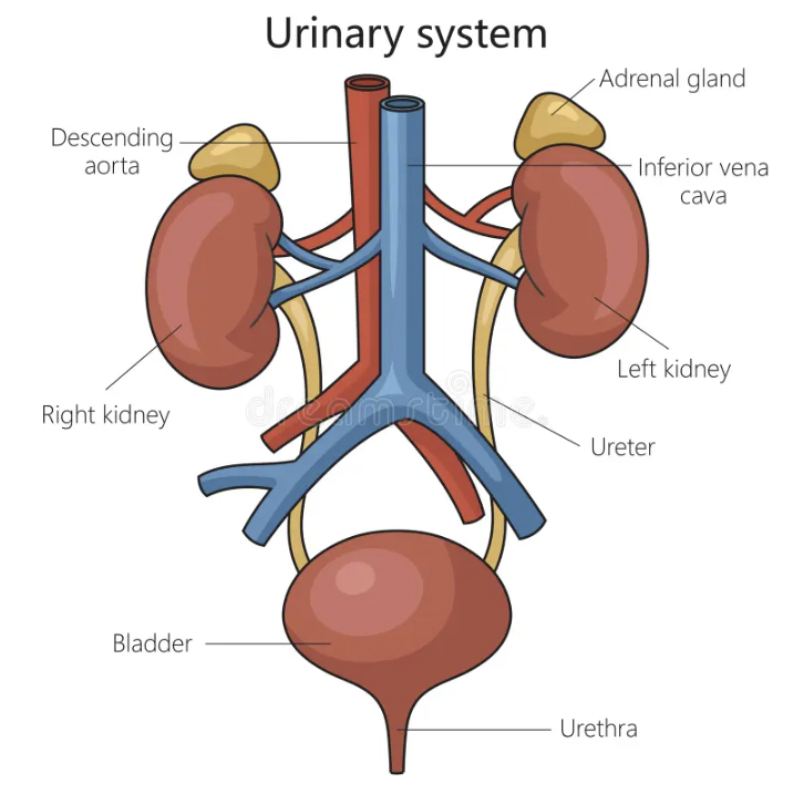 <p><span>The urinary system consists of the kidneys, ureters, bladder, and urethra</span></p>