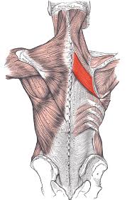 <p>origin: spinous processes of thoracic vertebrae (T2-T5)</p><p>insertion: medial border of scapula</p>