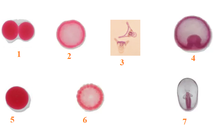 <p>Phylum?<br>subphylum?<br>Symmetry? Tissue type?<br>Cavity?<br><br>1/2/3/4/5/6/7 (some are repeated)</p>