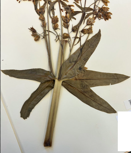 <p>Gentianaceae</p><p><em>Frasera</em></p>