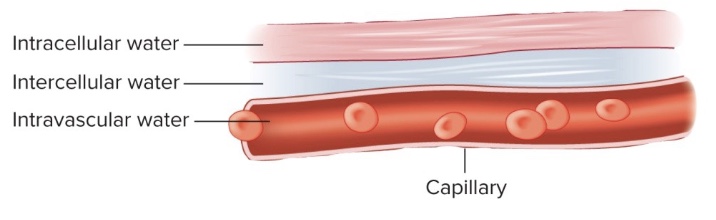 <p>-intracellular water (ex: inside cells)</p><p>-intercellular water (ex: interstitial space)</p><p>-intravascular water (ex: blood stream)</p><p>*exceptions: CSF, eyes</p><p>*all goes in blood to start, then distributed if hydrated; bc of kidneys want water throughout the day (otherwise need IV so into blood)</p><p>*kidney/urine biggest regulator of output</p>