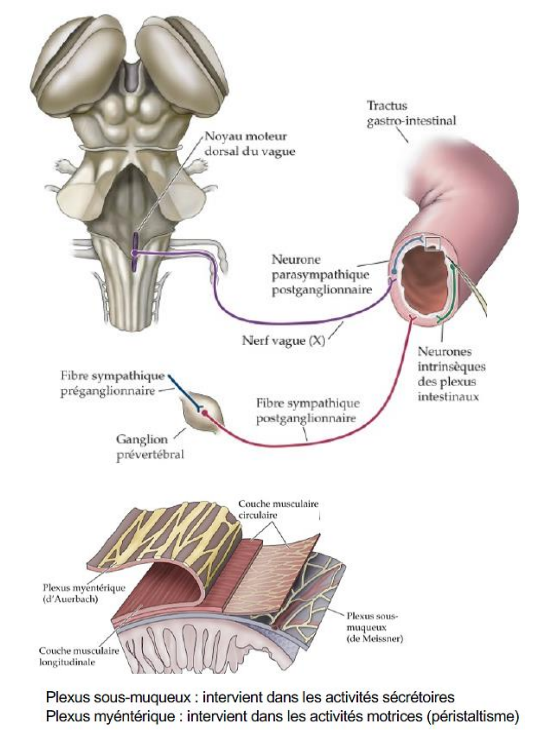 -fonctionne de manière plus ou moins indépendante
-l'activité réflexe de ce système persiste en l'absence de contrôle sympathique/parasympathique. 
-On retrouve différents types de neurones dans les neurones locaux du système : 
°des neurones sensoriels sensibles aux conditions mécaniques et chimique de l'intestin
°interneurones de circuits locaux
°des neurones moteurs qui influencent l'activité des muscles lisses de la paroi intestinale (responsable du péristaltisme) et influencent les sécrétions glandulaires