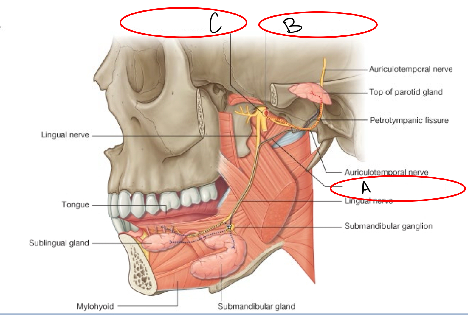 <p>what structure is labeled A?</p>