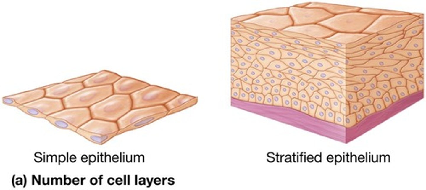 <p>Epithelial tissue classified as a single cell layer.</p>