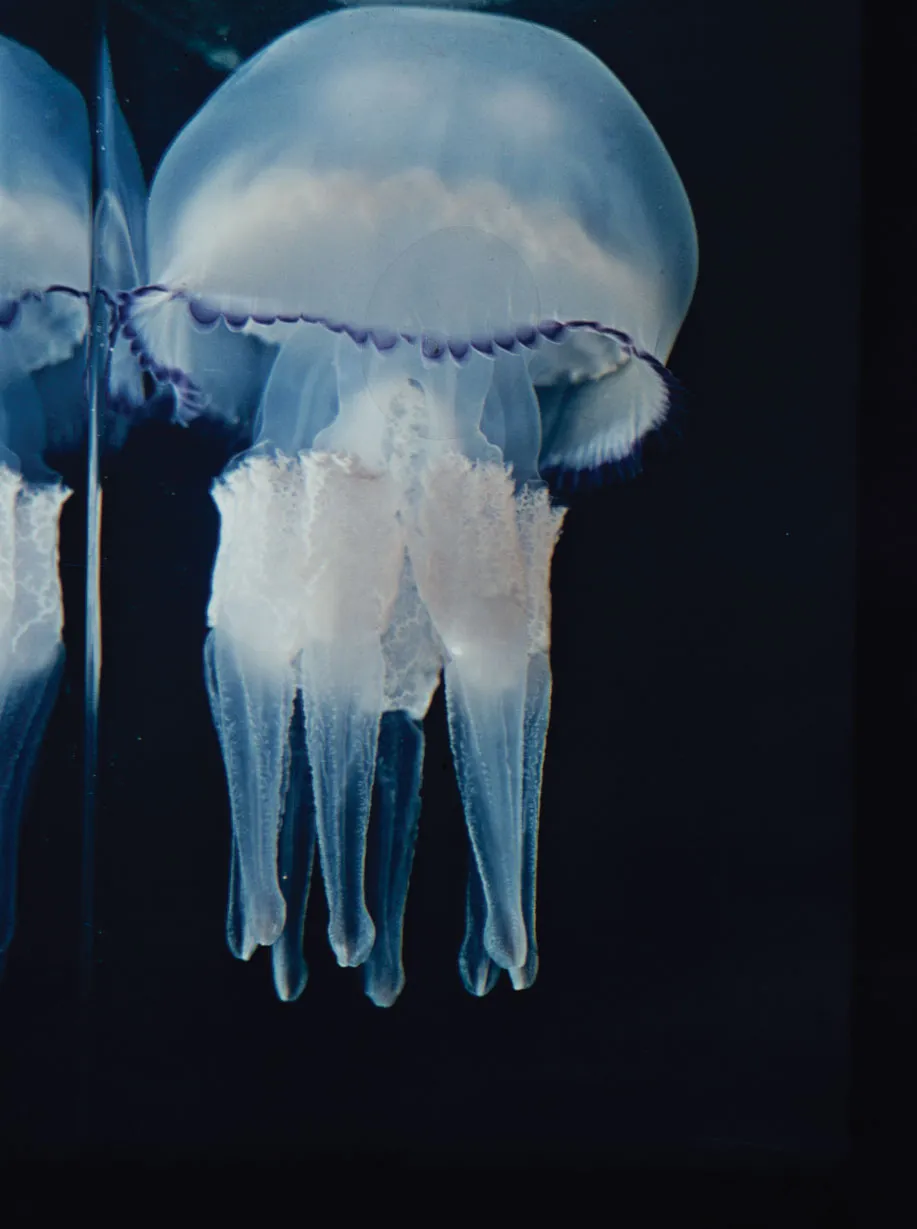 <p>the “jelly” form</p><p>bell or umbrella shaped</p><p>usually free-swimming</p><p>mouth is directed downwards</p><p>tentacles may extend down</p><p>sensory structures for sensing orientation and light</p><p>sexually reproduce to make polyps</p><ul><li><p>linked to motor response via nerve ring at the base of the bell</p></li></ul>