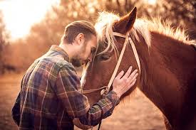 <p>horse</p>