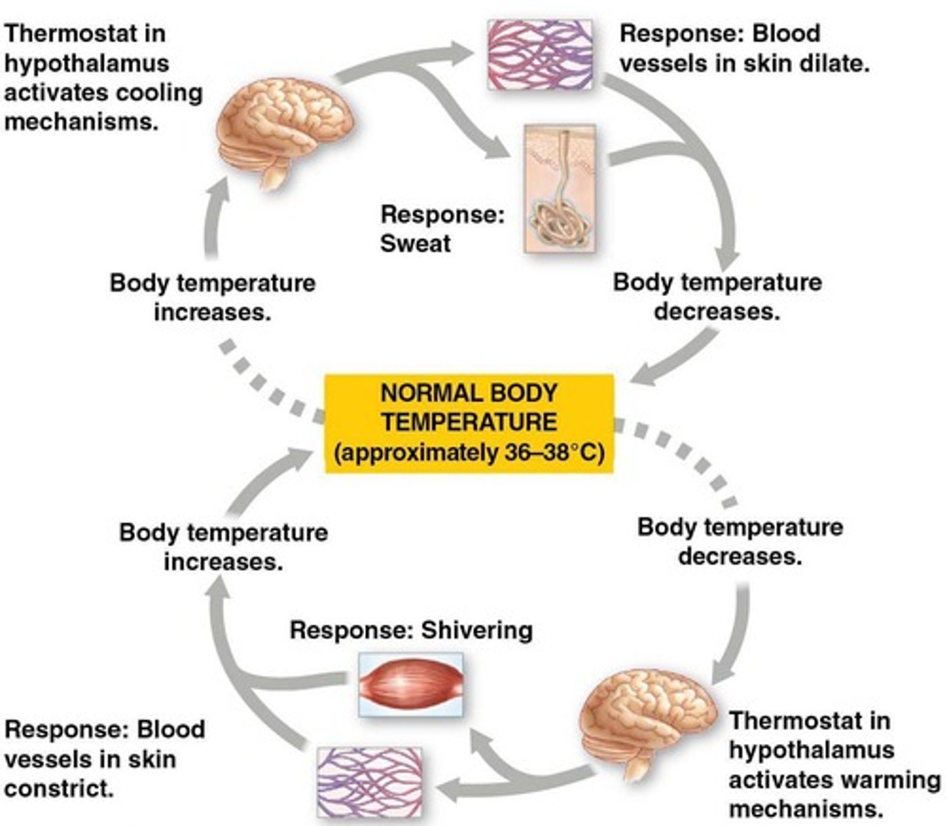 <p>Vasodilation is the widening of blood vessels to increase blood flow, while vasoconstriction is the narrowing of blood vessels to reduce blood flow.</p>