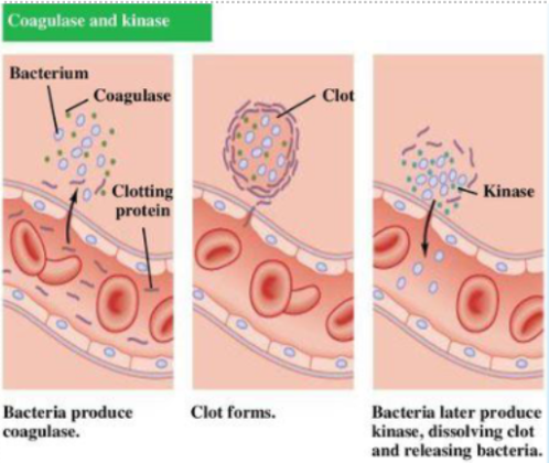 <ul><li><p>enzymes that act outside the cell that produces them</p></li><li><p>examples of exoenzymes released by bacteria:</p><ul><li><p>necrotizing enzymes: cause destruction of cells and tissues</p><ul><li><p>necrotizing fascilitis </p></li></ul></li><li><p>coagulase: causes clot formation around cells, protecting bacteria from phagocytosis and other cell defenses</p></li><li><p>kinase: bacteria later produce to dissolve clot and release bacteria</p><ul><li><p>streptokinase (SK): b<span style="line-height: 20.925px;">acterial protein produced by B-hemolytic streptococci&nbsp;</span></p><ul><li><p><span style="line-height: 20.925px;">Acts indirectly by forming plasminogen-streptokinase complex (activator complex) which converts inactive plasminogen into active plasmin&nbsp;</span></p></li><li><p><span style="line-height: 20.925px;">SK is non-fibrin specific&nbsp;</span></p></li><li><p><span style="line-height: 20.925px;">Can degrade fibrin clots as well as fibrinogen and other plasma proteins&nbsp;</span></p></li></ul></li></ul></li><li><p>hyaluronidase</p></li><li><p>collagenase</p></li><li><p>hemolysins</p></li><li><p>lecithinase</p></li></ul></li></ul><p></p>