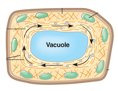 the circular flow of cytoplasm within cells
