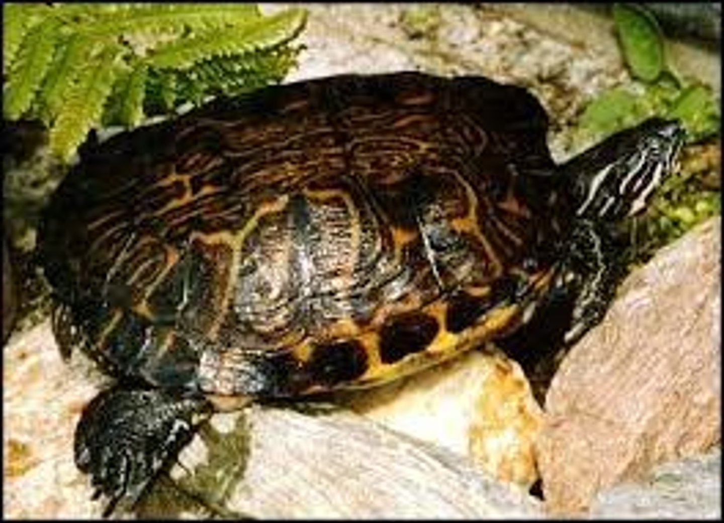 <p>23-33cm in length</p><p><strong>C-Shaped markings on pleural scutes</strong></p><p>"Fingerprint" swirls on carapace (can be confused with P. rubriventris)</p><p>Heavily marked black and yellow plastron</p><p><strong>Dark circled marks on the underside of the marginal scutes</strong></p><p><strong>Marginal carapace flare at the edges and merge seamlessly with plastron</strong></p>