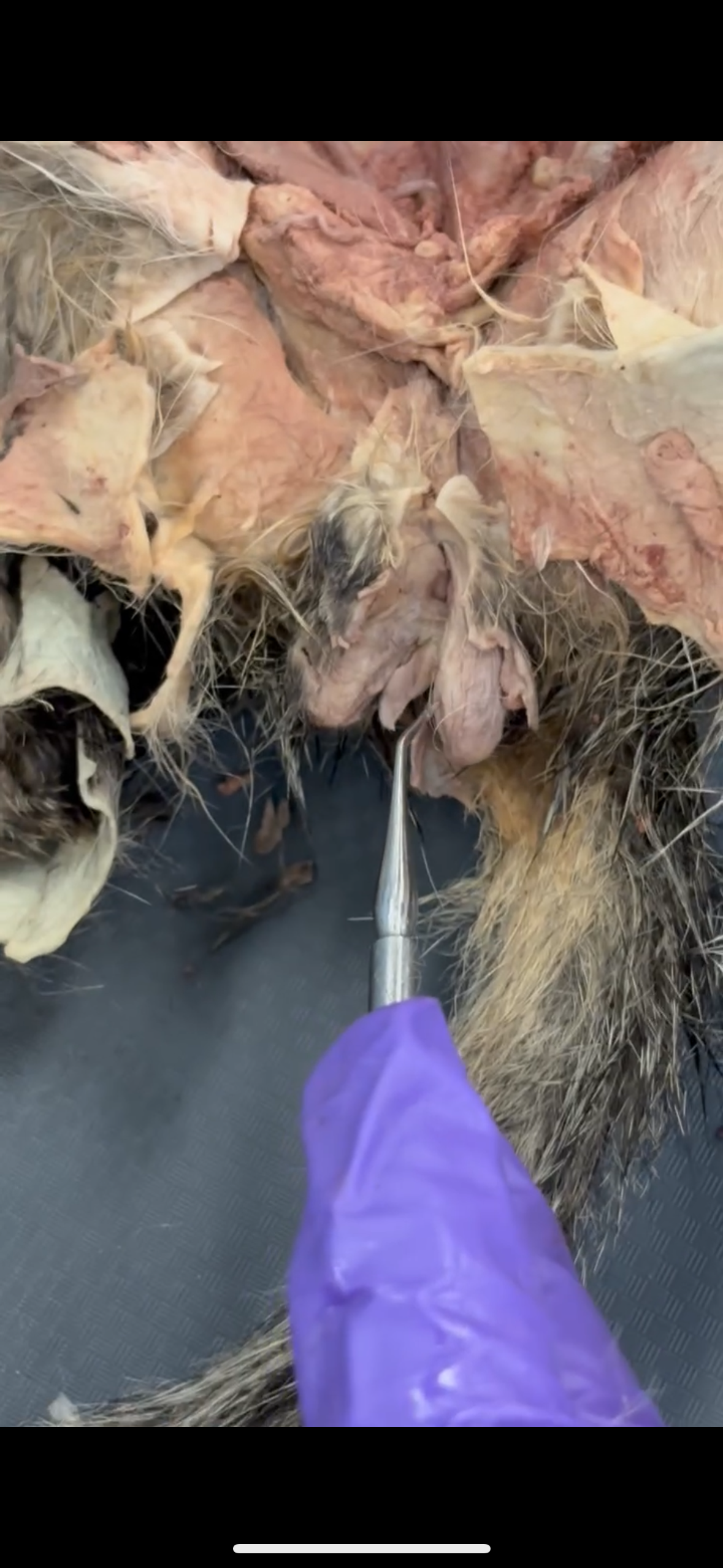 <p>White line on testis</p>