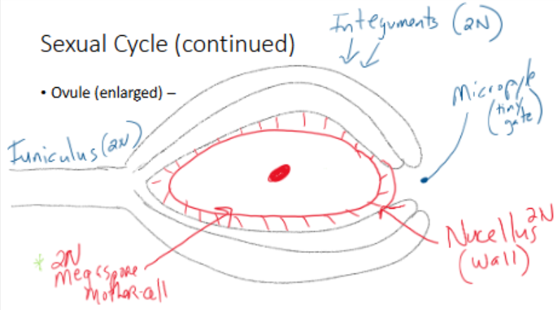 <p>within ovule is 1 large 2N cell</p>