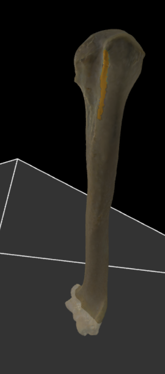 <p>Kam die de voortzetting is van het tuberculum majus.</p>