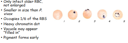 <p>What is the genus, species, and stage of this parasite?</p>