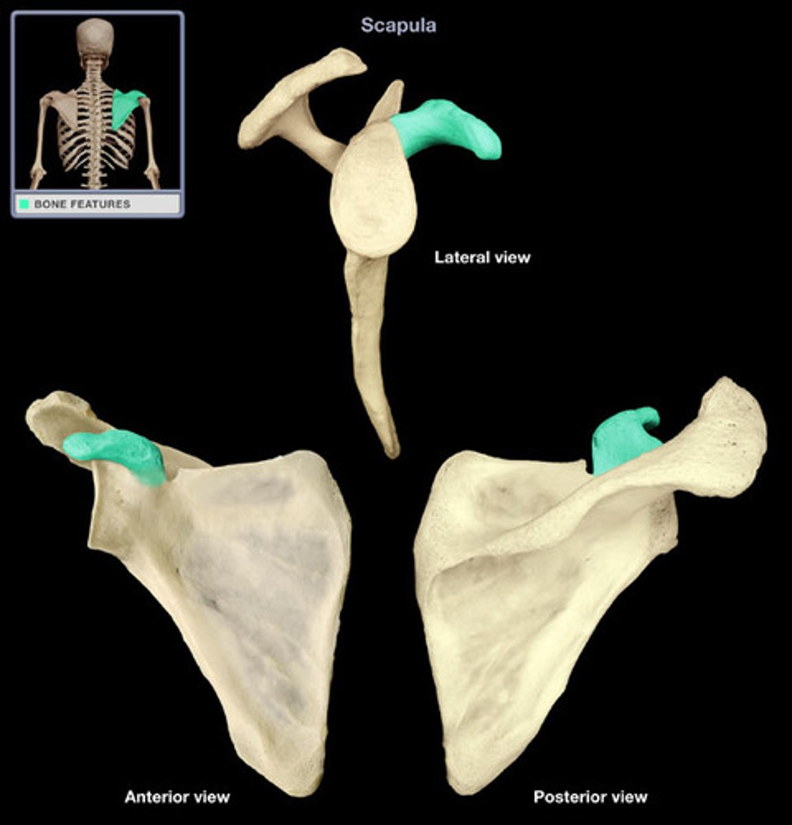 <p>the lower process of the scapula; the "crow"</p>