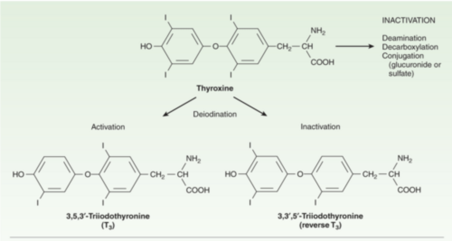 <p>chemistry/metabolism of thyroid hormones:</p>