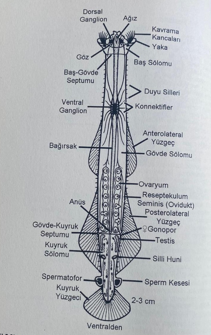<p>Regnum: Animalia<br>Phylum: Chaetognatha<br>Genus: Sagitta</p>