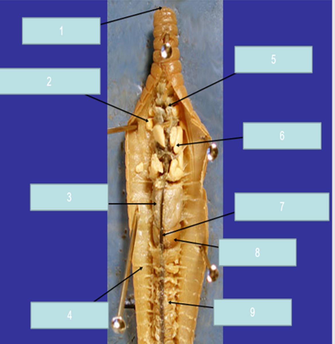 <p>9</p>