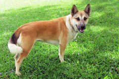 <p>Analyze the tail position of this dog</p>