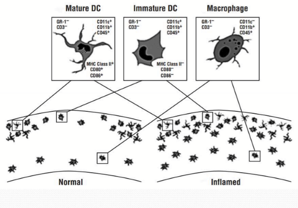 <p>Corneal dendritic cells and macrophages density increases upon inflammatory response from injury or infection </p>