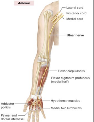 <ul><li><p>innervates medial forearm</p></li><li><p>innervates hypothenar</p></li><li><p>innervates flexor carpi ulnaris</p></li><li><p>most medial nerve of the “M”</p></li></ul><p></p>
